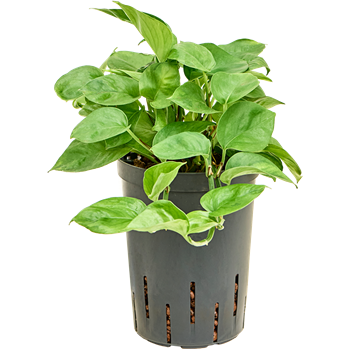 Scindapsus (Epipremnum) 'Manjula Green' 1SCMGHA15