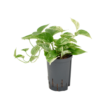 Scindapsus (Epipremnum) 'Marble Queen' 1SCMQHA10