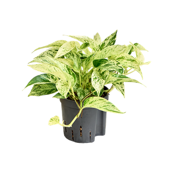 Scindapsus (Epipremnum) 'Marble Queen' 2SCMQHA10