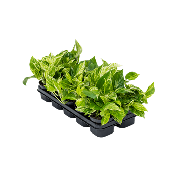 Scindapsus (Epipremnum) 'Marble Queen' 10/tray 4SCMQHA01