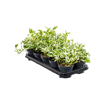 Scindapsus (Epipremnum) 'N'joy' 10/tray 4SCNJHA05