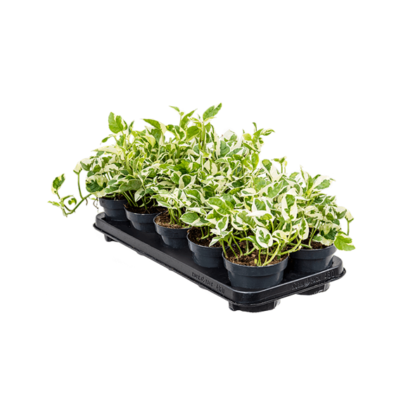Scindapsus (Epipremnum) 'N'joy' 10/tray 4SCNJHA05