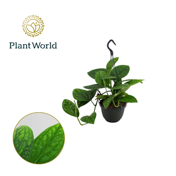 Scindapsus (Epipremnum) pinnatum 'Marble Planet' F00002742