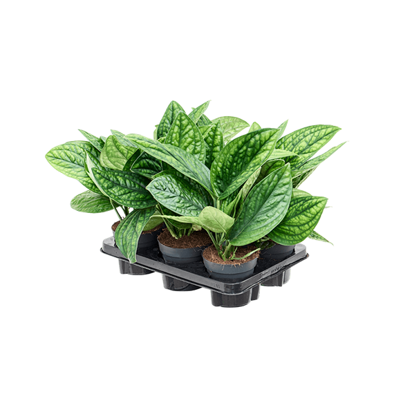 Scindapsus (Epipremnum) pinnatum 'Marble Planet' 6/tray 4SCMPHA13