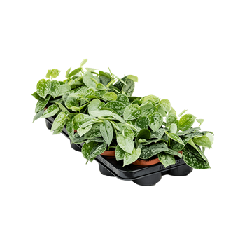 Scindapsus pictus 'Silvery Ann' 10/tray 4SCPSHA05