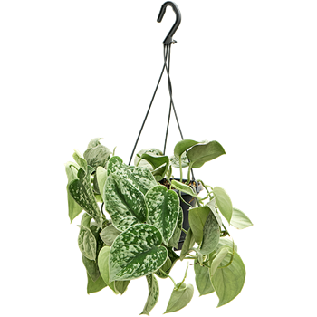 Scindapsus pictus 'Silvery Ann'' 4SCPSHA14