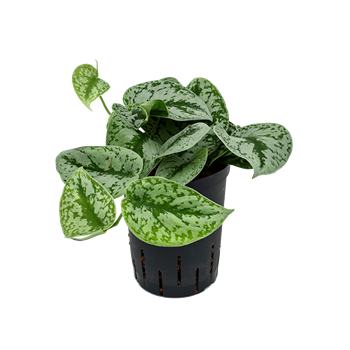 Scindapsus pictus 'Trebie' 1SCPTHA05