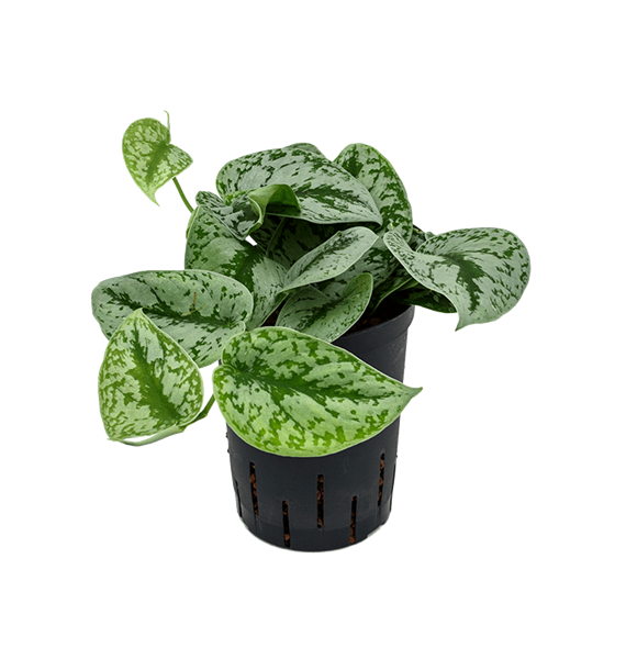 Scindapsus pictus 'Trebie' 1SCPTHA05
