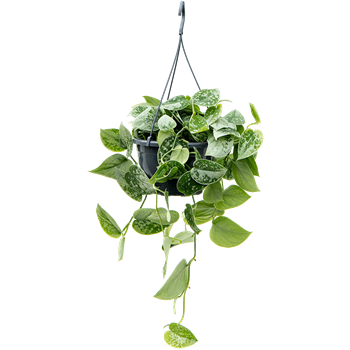 Scindapsus pictus 'Silvery Ann'' 4SCPSHA19