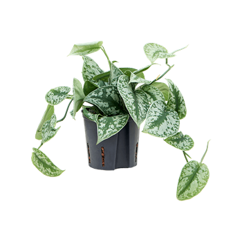 Scindapsus pictus 'Trebie' 2SCPTHA05