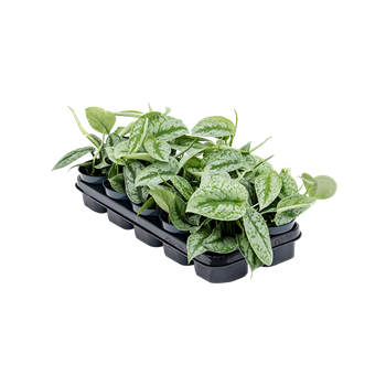Scindapsus pictus 'Trebie' 10/tray 4SCPITR12