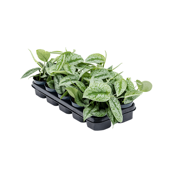 Scindapsus pictus 'Trebie' 10/tray 4SCPITR12