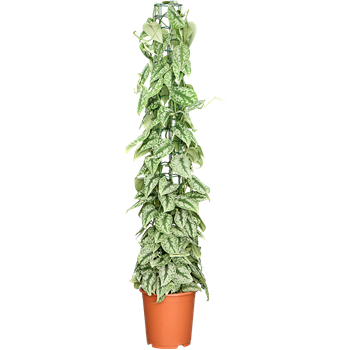 Scindapsus pictus 'Trebie' 4SCPTZU10