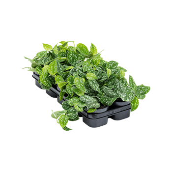 Scindapsus pictus 10/tray 4SCPIHA07