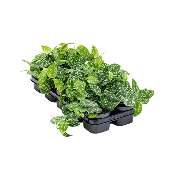 Scindapsus pictus 10/tray 4SCPIHA07