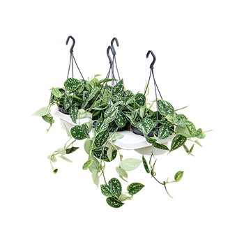Scindapsus pictus 4/tray 4SCPIHA05