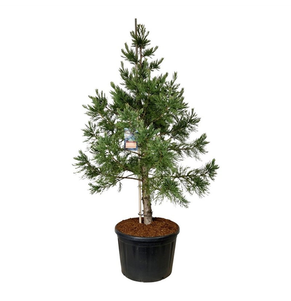 Sequoiadendron giganteum 'Mammoth One' F00007139