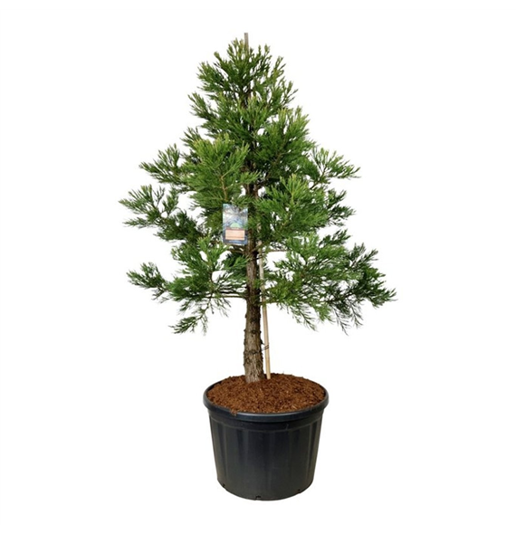 Sequoiadendron giganteum 'Mammoth Two' F00007094