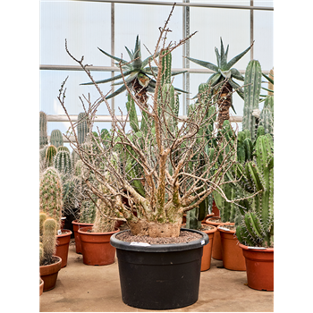 Sesamothamnus lugardii 5SALUVT55