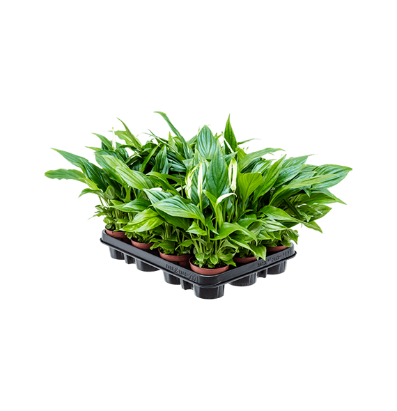 Spatifil 'Pearl Cupido' 12/tray 4SPPCBP05