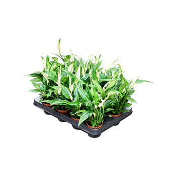 Spatifil 'Pearl Cupido' 16/tray 4SPPCBP07