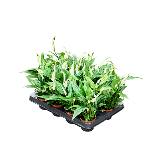Spatifil 'Pearl Cupido' 16/tray 4SPPCBP07