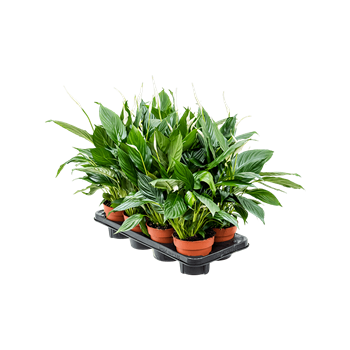 Spatifil 'Sweet Chico' 8/tray 4SPSRBP13