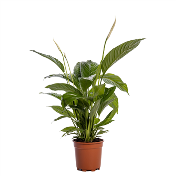 Spatifil 'Sweet Lauretta' F00003032