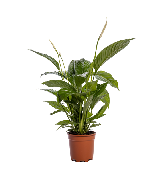 Spatifil 'Sweet Lauretta' F00003032