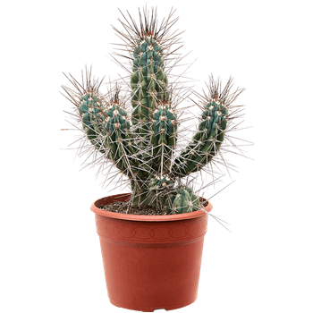 Stetsonia coryne 4STCOKK06