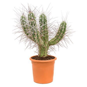 Stetsonia coryne 4STCOKK50