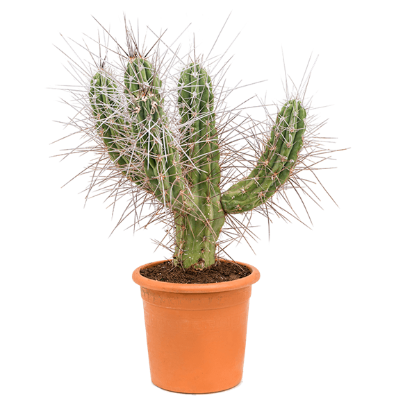 Stetsonia coryne 4STCOKK50