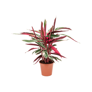 Stromanthe Sanguinea 'Triostar' 4STTRBU15