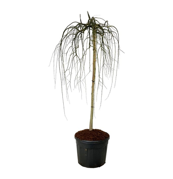 Styphnolobium japonicum 'Pendula' F00007501