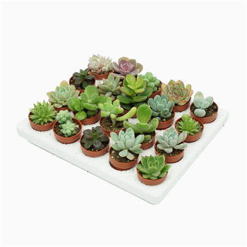 Succulent mini mix F00001442