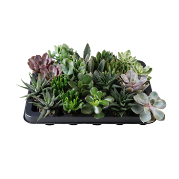 Succulent mix F00002091