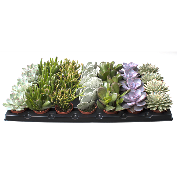Succulent mix F00002088