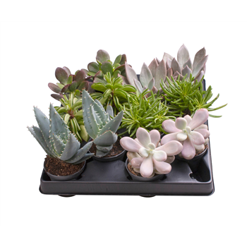 Succulent mix F00001987