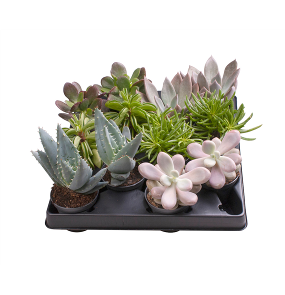 Succulent mix F00001987