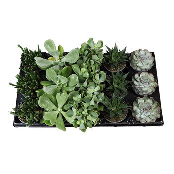 Succulent mix F00002092