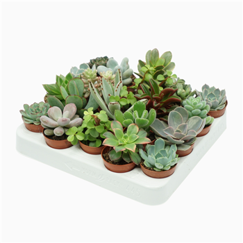 Sukulente mix F00001811