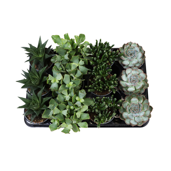 Succulent mix F00002093