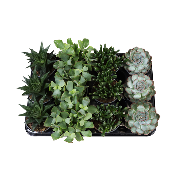 Succulent mix F00002093