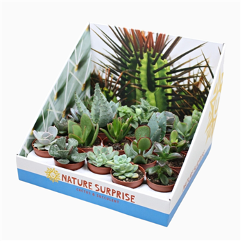Sukulente mix F00001812