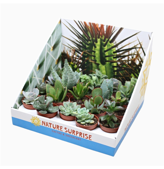 Sukulente mix F00001812