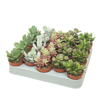 Sukulente mix F00001814