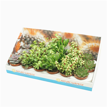 Sukulente mix F00001817