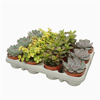 Sukulente mix F00001819