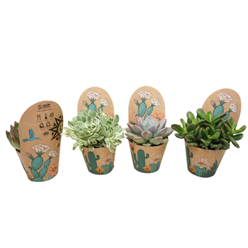 Sukulente mix F00001820
