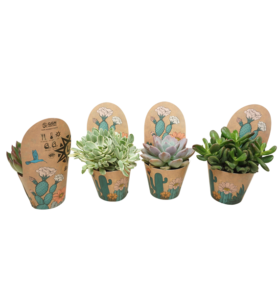 Sukulente mix F00001820